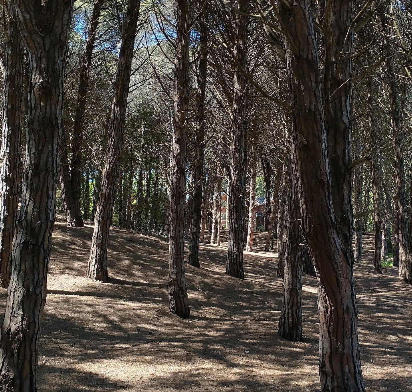 Bosque Cariló Pinos